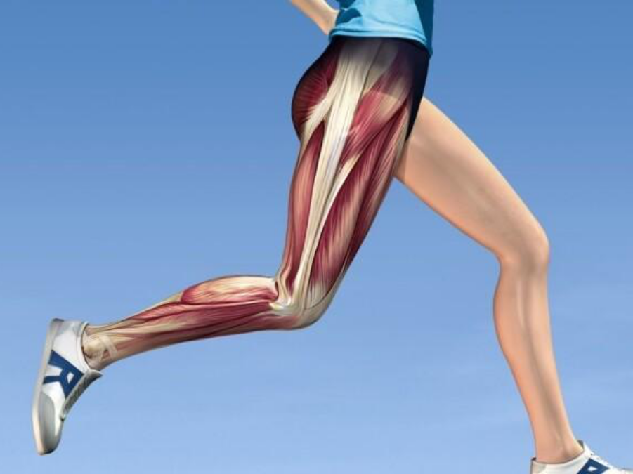 Illustration of tendon anatomy showing the connection between muscle and bone and the role of tendons in force transmission.